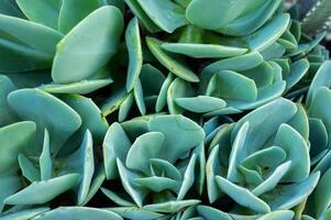 An abstract leaf of Crassulaceae succulent plants texture and background. photo