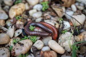 Millipedes or Diplopoda mating on the ground. photo