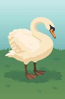 A mute swan standing on grass vector