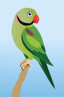 Alexandrine parakeet perched on a branch with a blue background vector