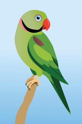 Alexandrine parakeet perched on a branch with a blue background