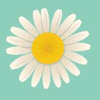 An illustration of a single daisy flower vector