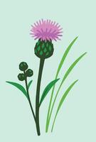 A simple illustration of a thistle with a purple flower, green spiky bud, leaves, and surrounding grass on a light mint background. vector