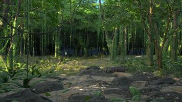 3D Tropical Jungle Zoom In - Loop video