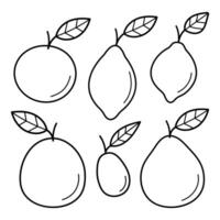 Set of citrus fruits. Orange, lemon, lime, grapefruit, pomelo, kumquat. Hand drawn icon in doodle line style. vector