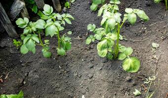 Rows of young potato sprouts grow on the soil in the farmer's vegetable garden. photo