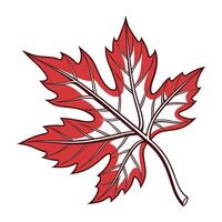 a red maple leaf with white and red leaves vector