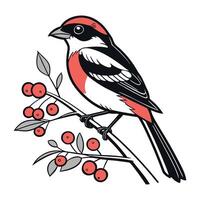 a red and black bird perched on a branch with berries vector