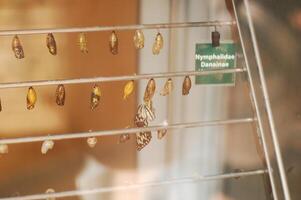 Butterfly cocoons are hanging in an incubator and a butterfly has emerged from one of them photo