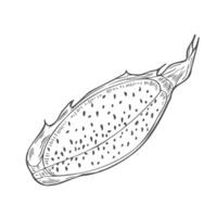 illustration of pitahaya fruit. vector