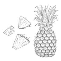 Pineapple pieces and slices sketch. Set of ink sketches. Hand drawn vector