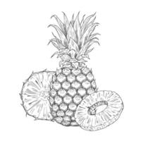 Hand drawn Pineapple Sketch Illustration in set vector