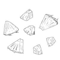 Pineapple pieces and slices sketch. Set of ink sketches. Hand drawn illustration. vector