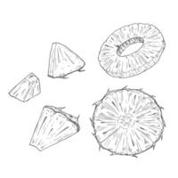 Pineapple pieces and slices sketch. Set of ink vector
