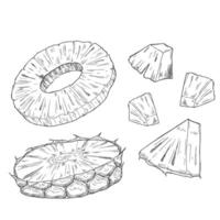 Pineapple pieces and slices sketch. Set of ink sketches. vector