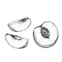 Peach slices set in . Hand drawn sketch style summer fruit vector