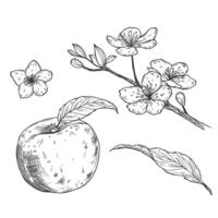 Sketch Peach decorative set. Hand Drawn Botanical Illustrations. Black and white with line art isolated on white backgrounds. vector