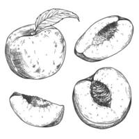 Peach slices set in . Hand drawn sketch style summer fruit drawings vector