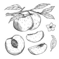 Sketch Peach decorative set. Hand Drawn Botanical Illustrations. Black and white with line art isolated on white backgrounds. Fruits vector