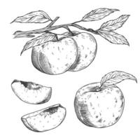Sketch Peach decorative set. Hand Drawn Botanical Illustrations. Black and white with line art isolated on white vector