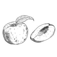 Peach slices set in . Hand drawn sketch style summer vector