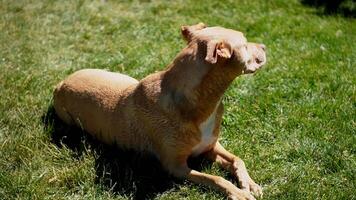 a dog laying in the grass looking up video
