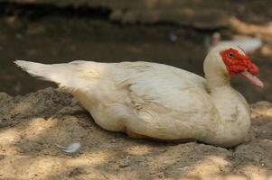 Beautiful Wild Goose in Natural Lighting photo