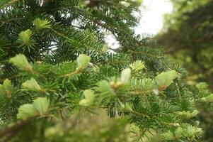 New Growth, A capturing the vibrancy of fresh leaves on a tree photo