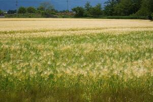 Golden Wheat Field photo