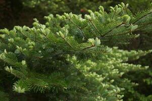 Fresh Spruce Branches photo