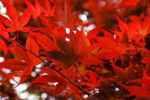 Crimson Maple Leaves photo