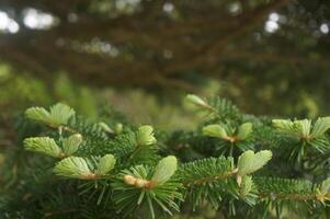 Capturing the vibrancy of fresh leaves on a tree photo
