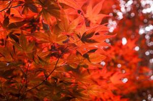 Fiery Autumn Foliage photo