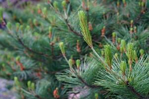Delicate new buds burst forth on a verdant pine branch, signaling the arrival of spring, fresh growth, and new beginnings. photo
