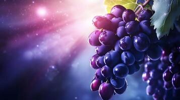 Grapes on the vine with light shining through photo