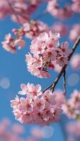 Sakura flowers clustered on spring branches under blue sky with dreamy bokeh light in soft focus photo