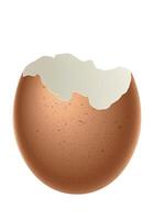 Egg shell - illustration of cracked eggshell, isolated on white background vector
