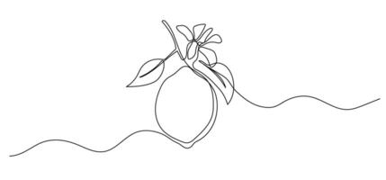 Lemon with flower one line illustration. continuous outline isolated sketch of fruit, drawing vector