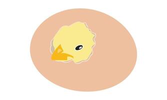 Chick hatching from an egg, newborn chicken, hatching chicken egg on a white background vector
