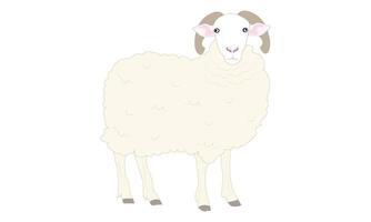 A Fluffy White Sheep with Curly Horns Illustration vector