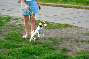 The owner holds a Jack Russell Terrier on a leash,eager to go for a walk photo