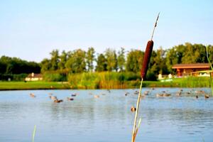 Country summer calmness.A lone reed in the vastness of a rural bird pond photo