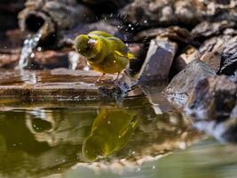 a bird is standing on a rock in the water. photo