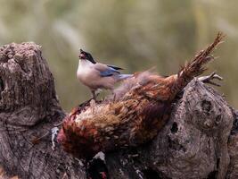 a bird is sitting on a dead bird on a tree photo