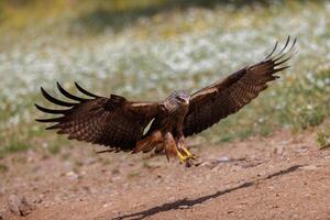 a large bird of prey landing on a dirt field photo