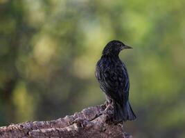 Spotless starling. Sturnus unicolor perched on branch with soft background. photo