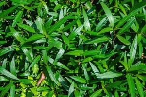 A vibrant close up of lush green leaves with a glossy surface and intricate vein patterns, capturing the essence of fresh foliage. Perfect for themes related to nature, botany, and environmental photo