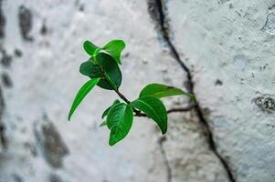 A close up reveals a large, dense cluster of dark green leaves with a glossy finish, creating a rich, organic texture perfect for nature themed designs photo