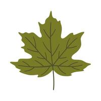 Maple leaf in green color. One element isolated on white. Spring or summer background, illustrations vector