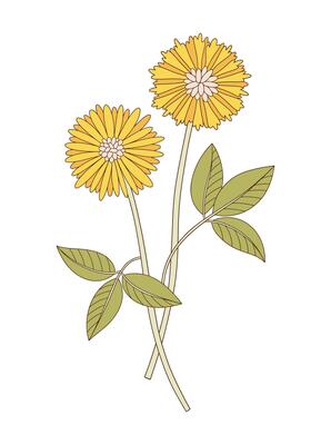 Bunch of flowers with leaves. Bright bouquet of blooming perennial wild plants. Botanical hand drawn elements for design projects illustration